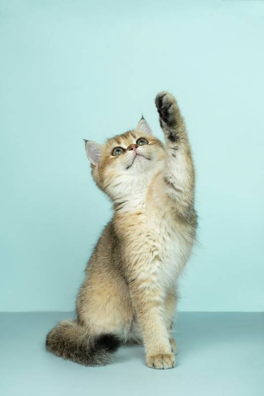 Persian cat enjoying ZAHRAPET food